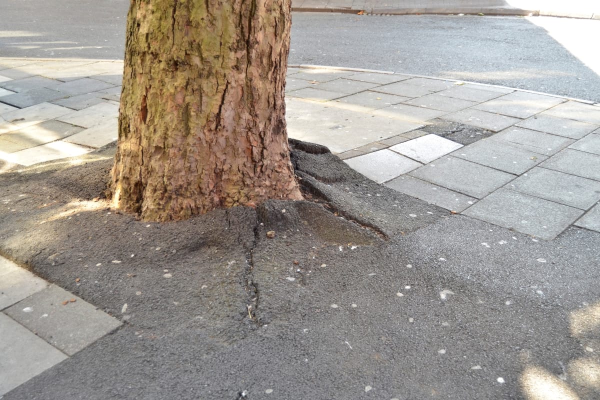 Tree trunk with visible roots causing tree root damage as the pavement cracks and lifts near a street curb.