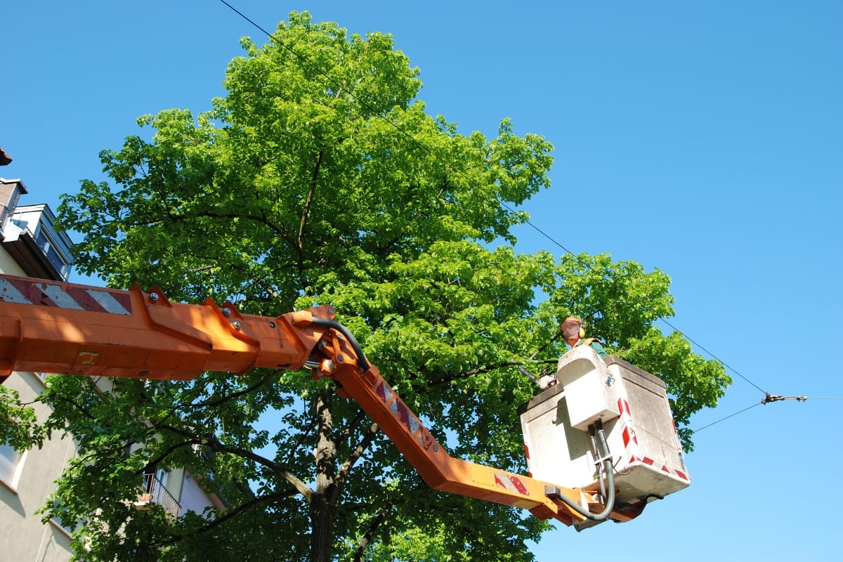 A worker in a bucket lift is elevated next to a leafy tree, likely performing maintenance or providing tree trimming services in Norcross on a clear, sunny day.