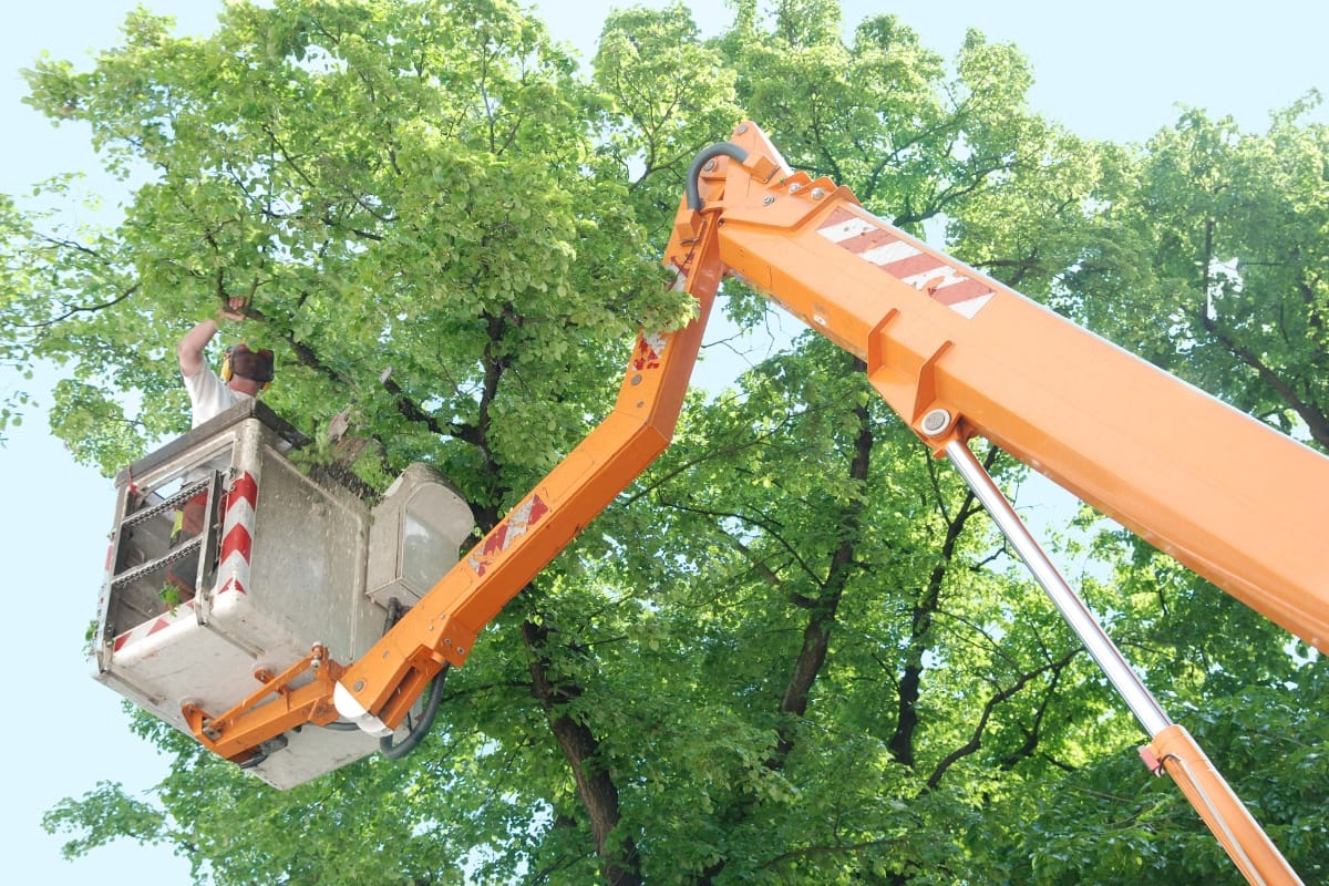 A person stands in a raised cherry picker, trimming branches from a tall green tree—an example of professional tree trimming services in Norcross.