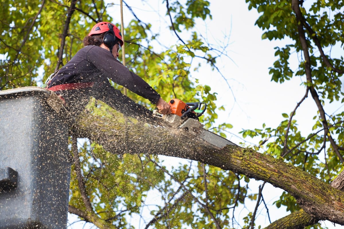 A person in safety gear uses a chainsaw to cut a large tree branch while elevated in a bucket lift, demonstrating expert tree trimming services in Norcross.
