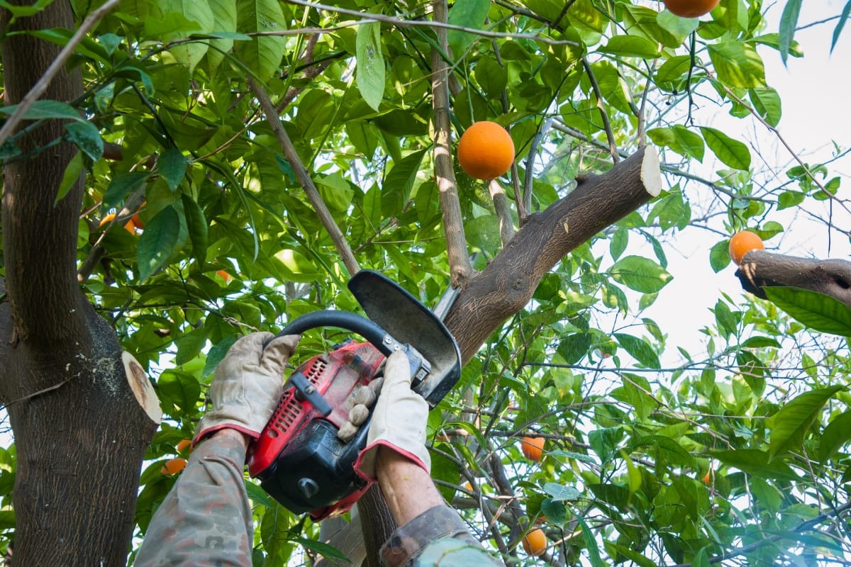 Person wearing gloves uses a chainsaw to prune a branch from an orange tree with ripe oranges and green foliage, showcasing professional tree trimming services in Norcross.