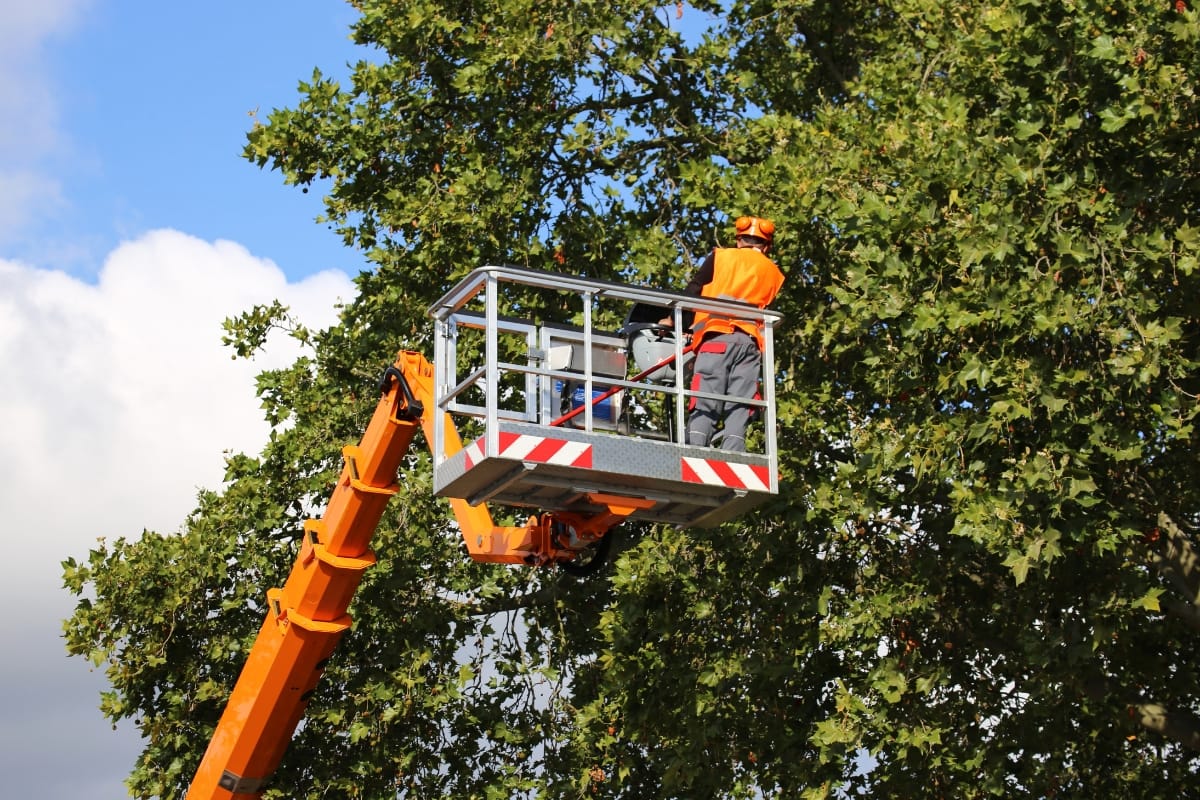 A worker in safety gear stands in a cherry picker basket, elevated next to a leafy tree, performing maintenance or inspection work as part of tree trimming services in Norcross.