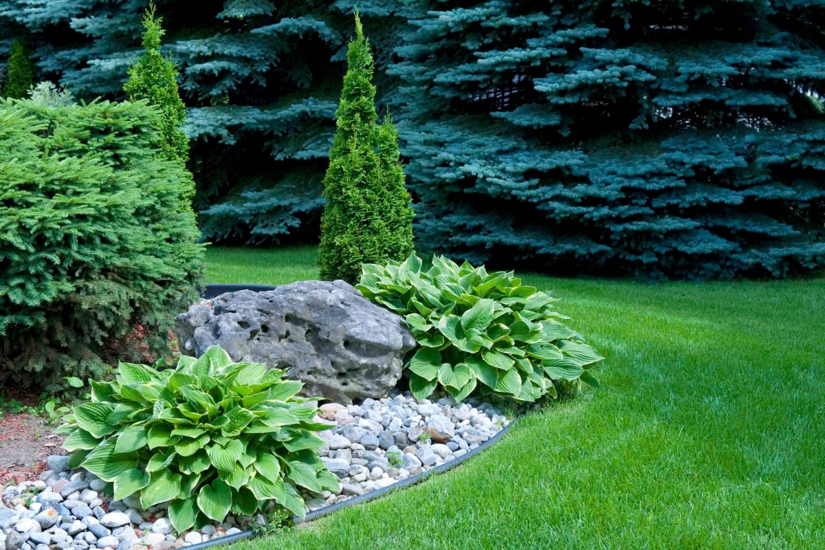 A landscaped garden featuring green grass, hosta plants, a large rock, decorative stones, and some of the best trees as evergreens in the background.