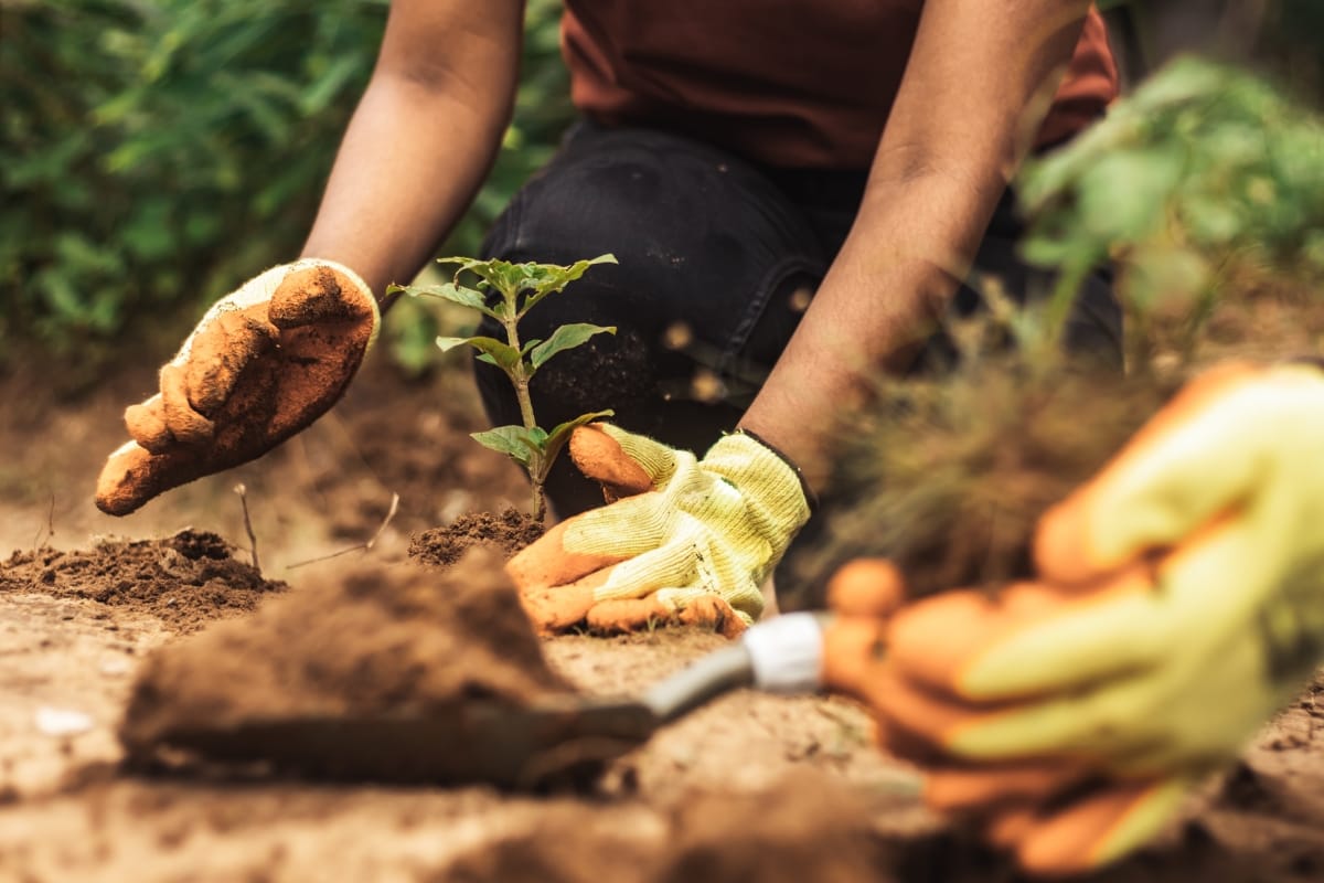 Two people wearing gardening gloves plant a small green seedling in soil outdoors, beginning the journey to grow some of the best trees.