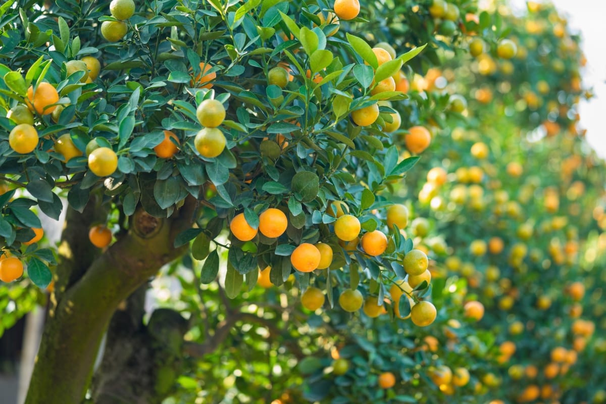 A close-up view of one of the best trees, showcasing glossy green leaves and many small, round, orange and green citrus fruits growing on its branches.