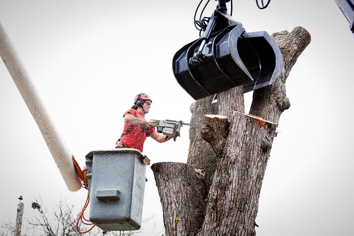 A worker in a bucket lift uses a chainsaw to cut branches from a large tree during a dead tree removal, while a mechanical claw is positioned overhead.