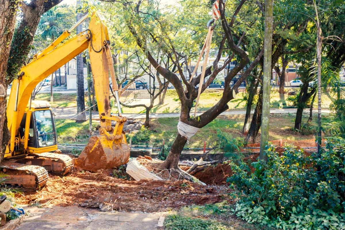 A yellow excavator lifts a tree wrapped in protective material with a crane in a park-like area during a tree relocation process, ensuring safe transport as part of dead tree removal and preservation efforts.
