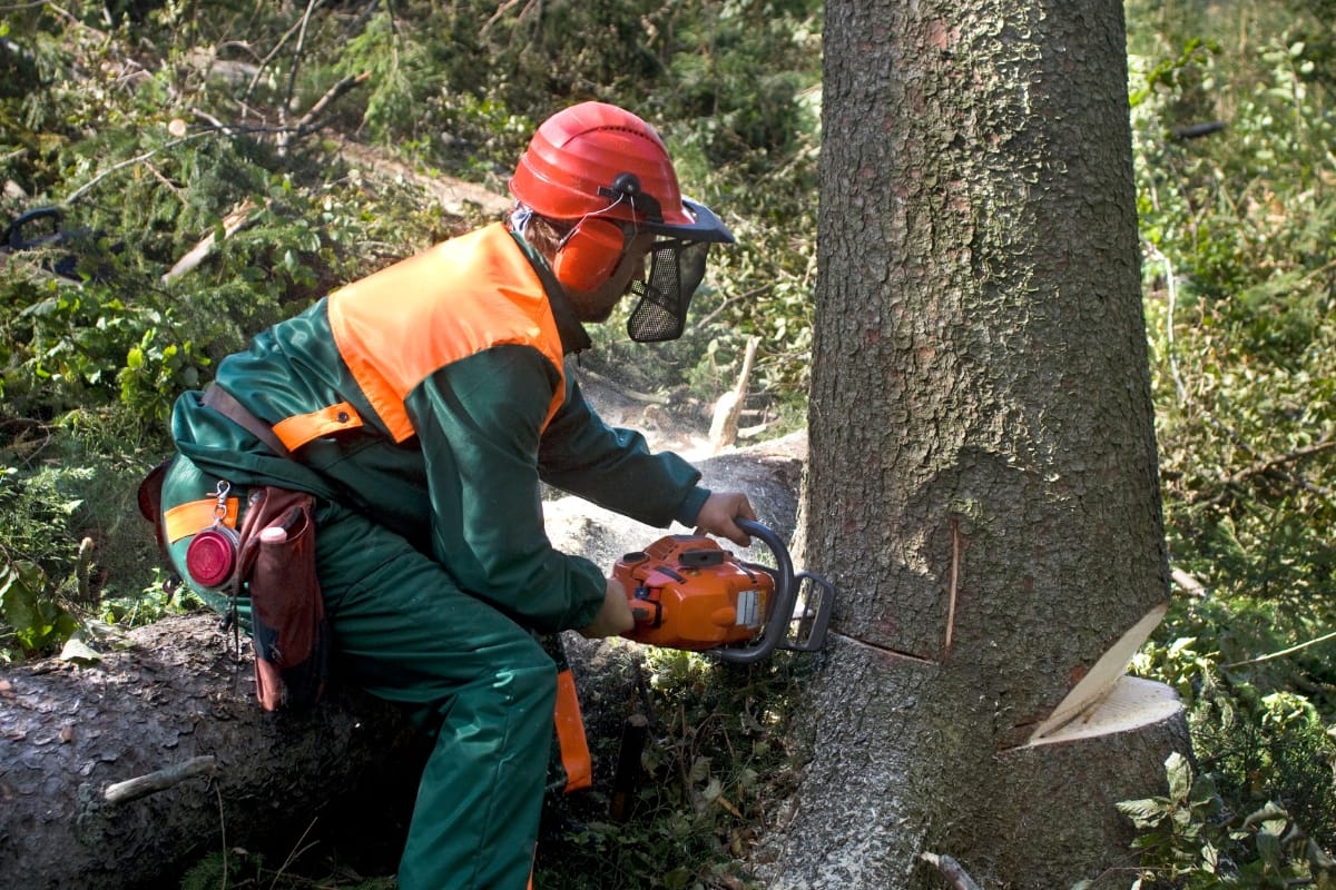 A worker in safety gear uses a chainsaw for dead tree removal, cutting down a hazardous tree in a forested area.