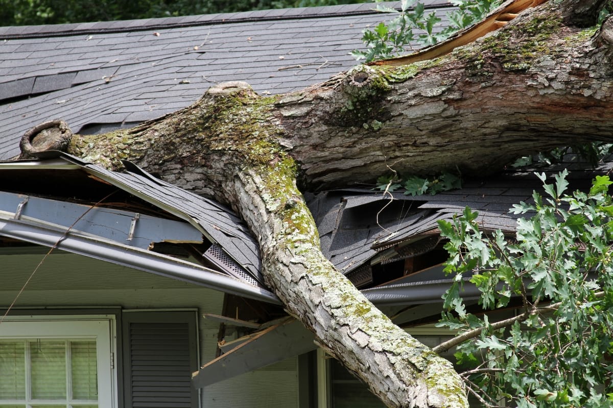 A large tree has fallen onto the roof of a house, causing significant damage to the shingles and structure—prompting the urgent need for dead tree removal.
