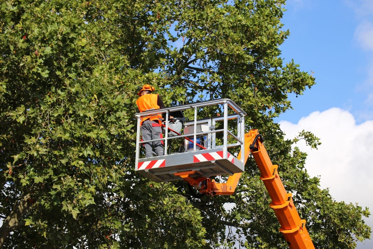A worker in a safety vest and helmet operates a cherry picker to trim branches or assist with dead tree removal high in a leafy tree against a blue sky.