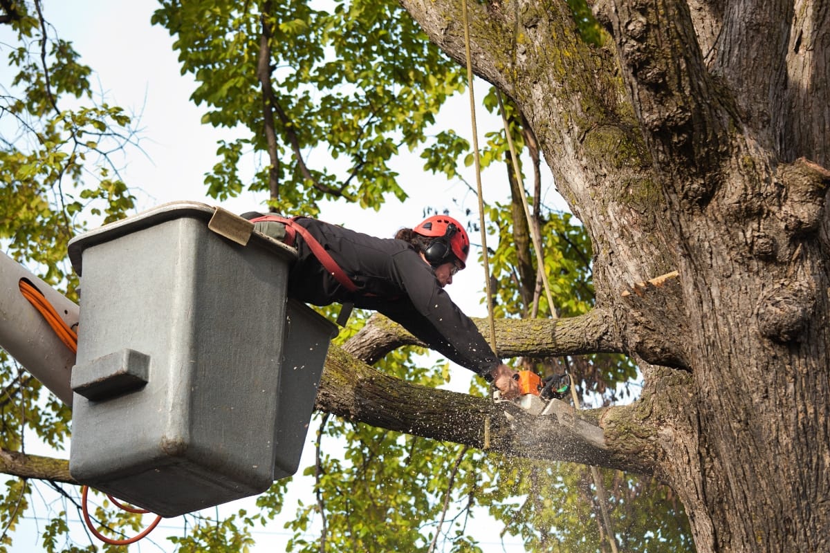A worker in safety gear uses a chainsaw to cut a branch during hazardous tree removal while standing in a raised bucket lift.