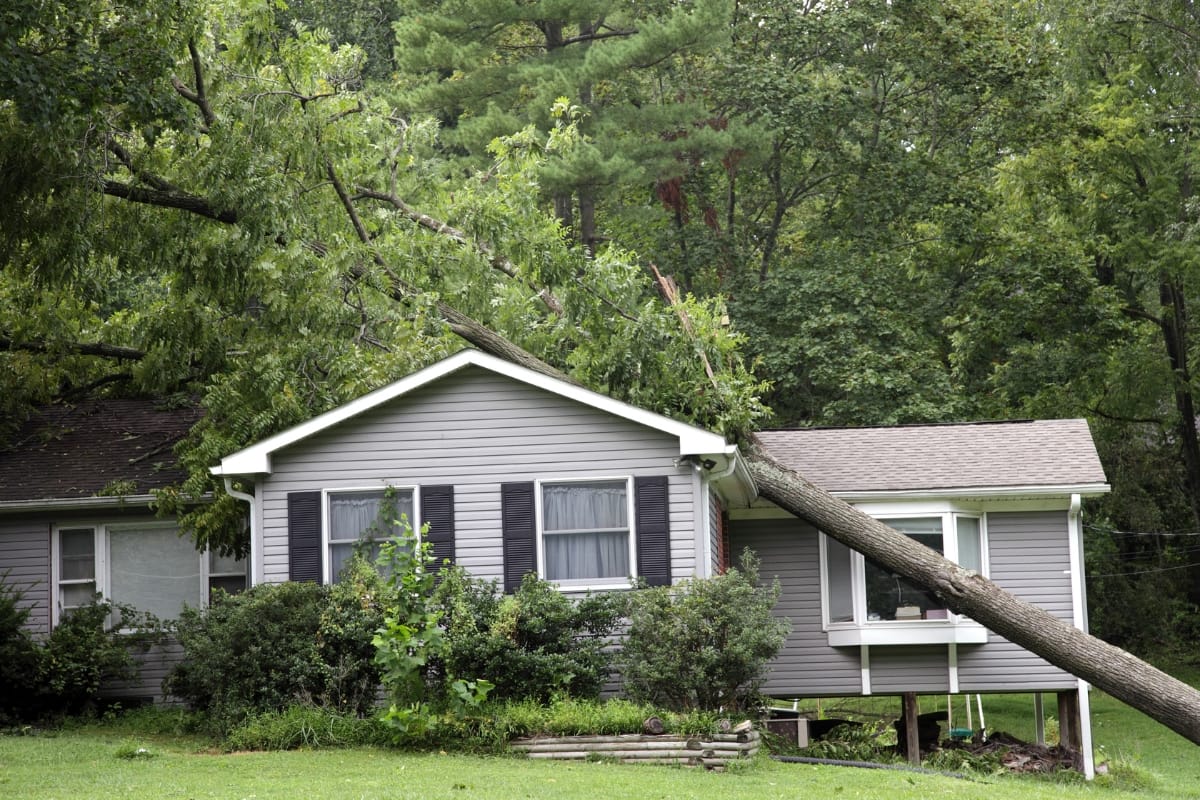 A large tree has fallen onto the roof of a gray house, causing visible damage. Surrounded by green grass and dense trees, the property may require Emergency Tree Services for safe and fast removal.