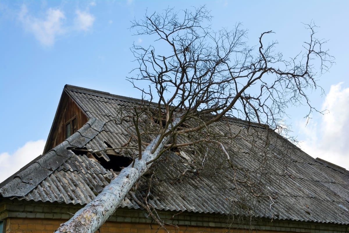 A large tree has fallen onto the roof of a house, causing significant damage and breaking through the roofing material. Emergency Tree Services are needed to safely remove the debris and prevent further harm.