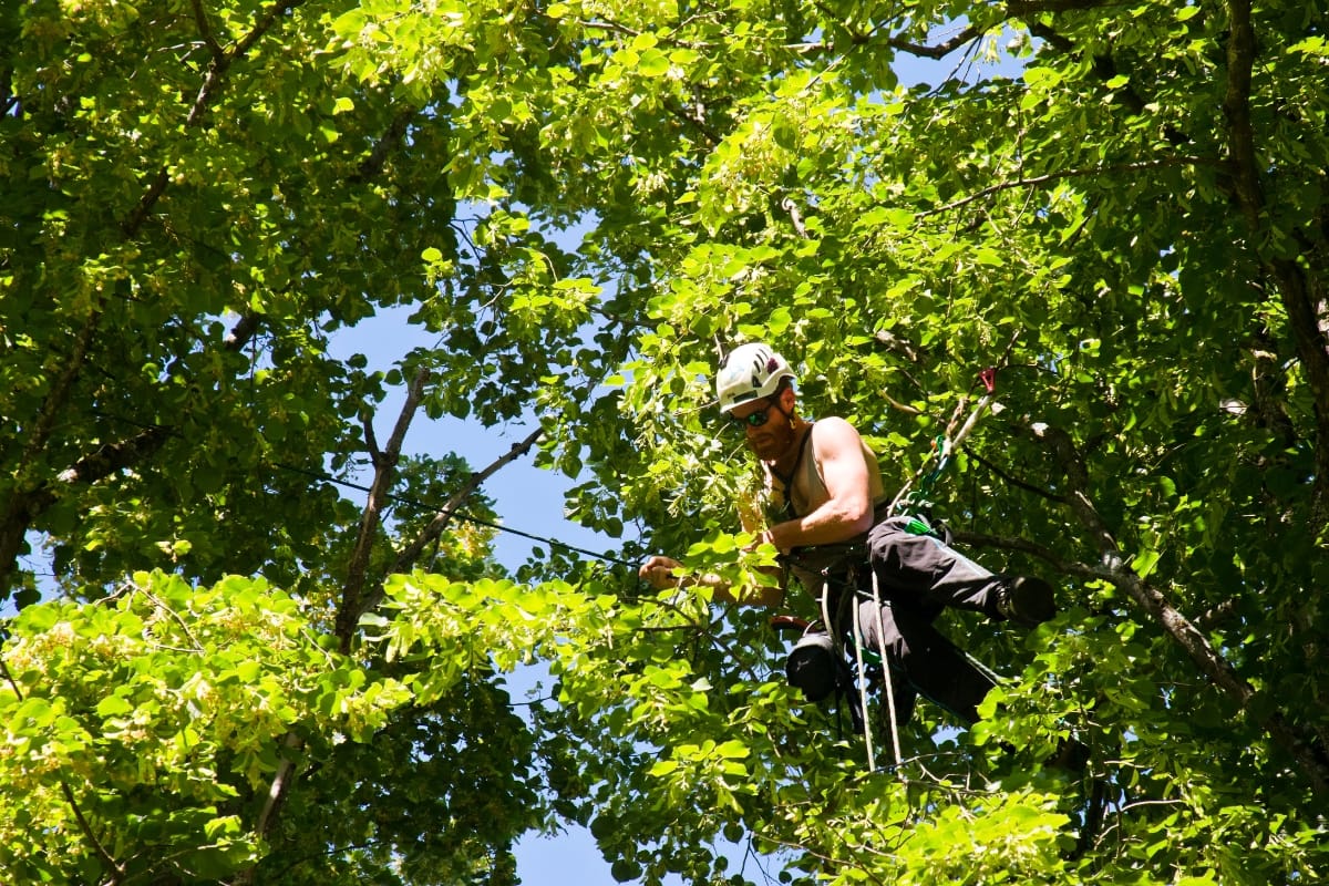 A person wearing safety gear and helmet climbs and works among the branches of a leafy green tree on a sunny day, showcasing expert Emergency Tree Services.