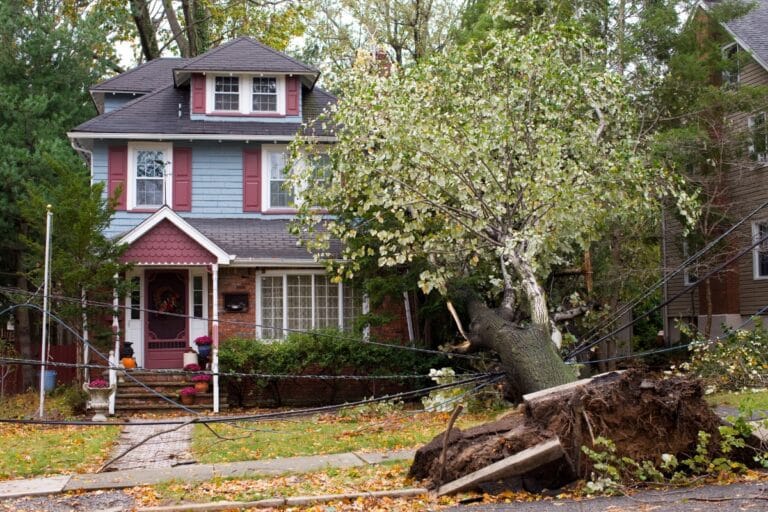 A large tree has fallen over, uprooting the sidewalk and taking down power lines in front of a two-story house with a red and blue exterior—Emergency Tree Services are urgently needed.