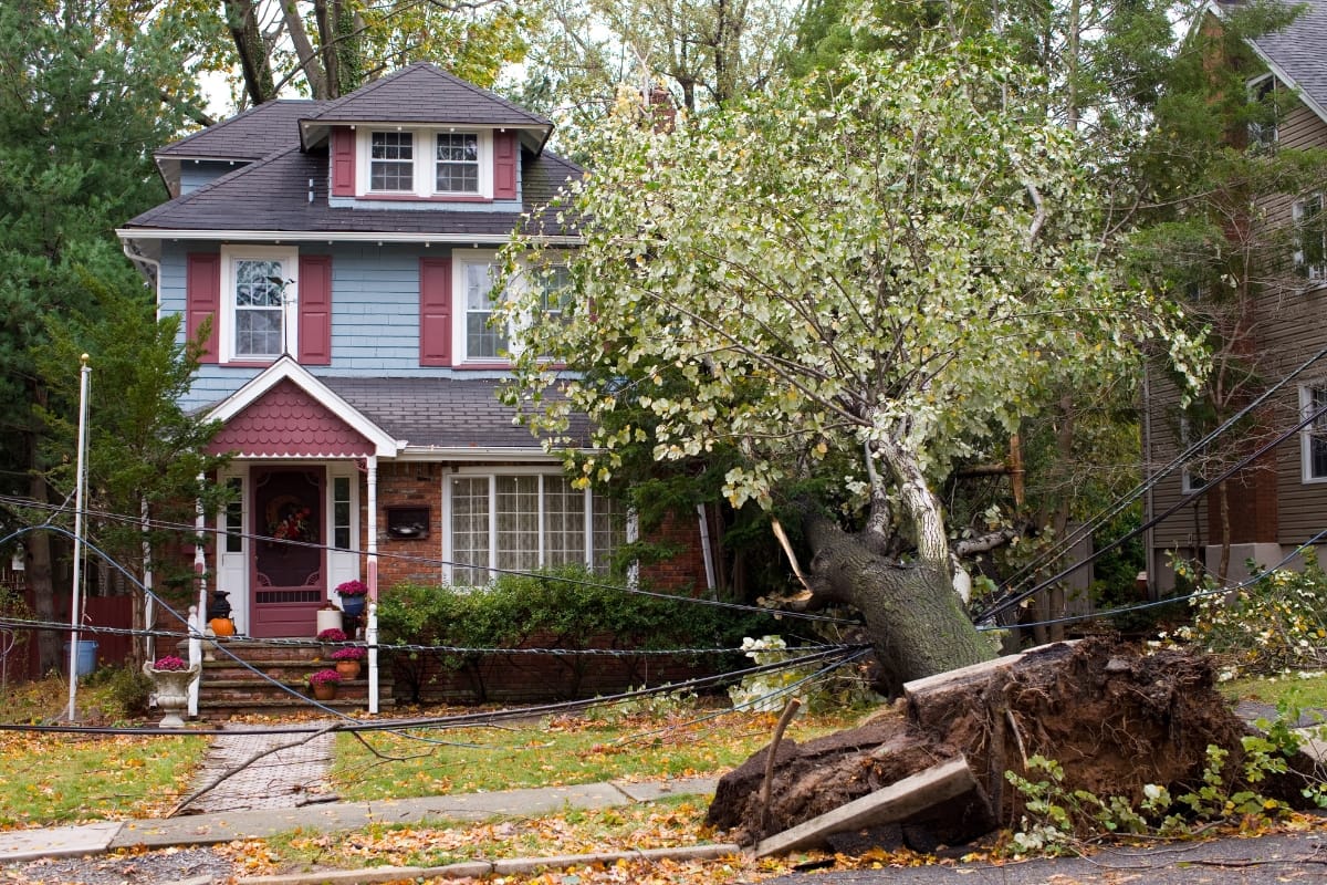 A large tree has fallen over, uprooting the sidewalk and taking down power lines in front of a two-story house with a red and blue exterior—Emergency Tree Services are urgently needed.