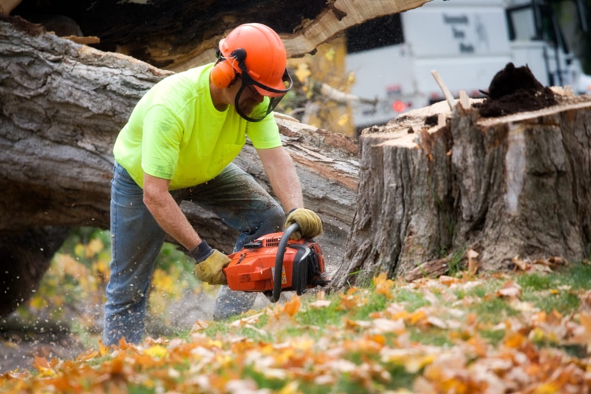A professional arborist wearing safety gear uses a chainsaw to cut a large fallen tree next to a stump, with sawdust and autumn leaves scattered on the ground.