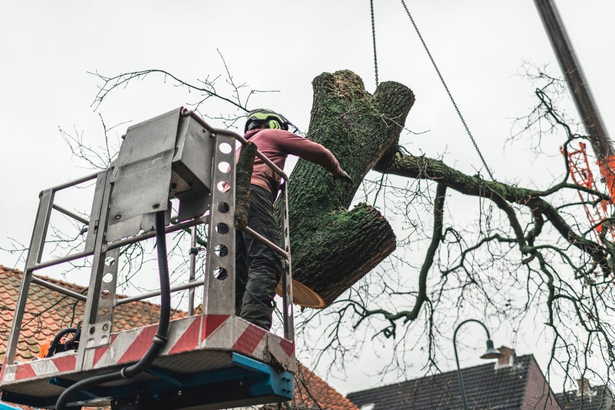 A professional arborist in safety gear stands on a lift, expertly guiding a large tree branch being removed by a crane in a residential area.
