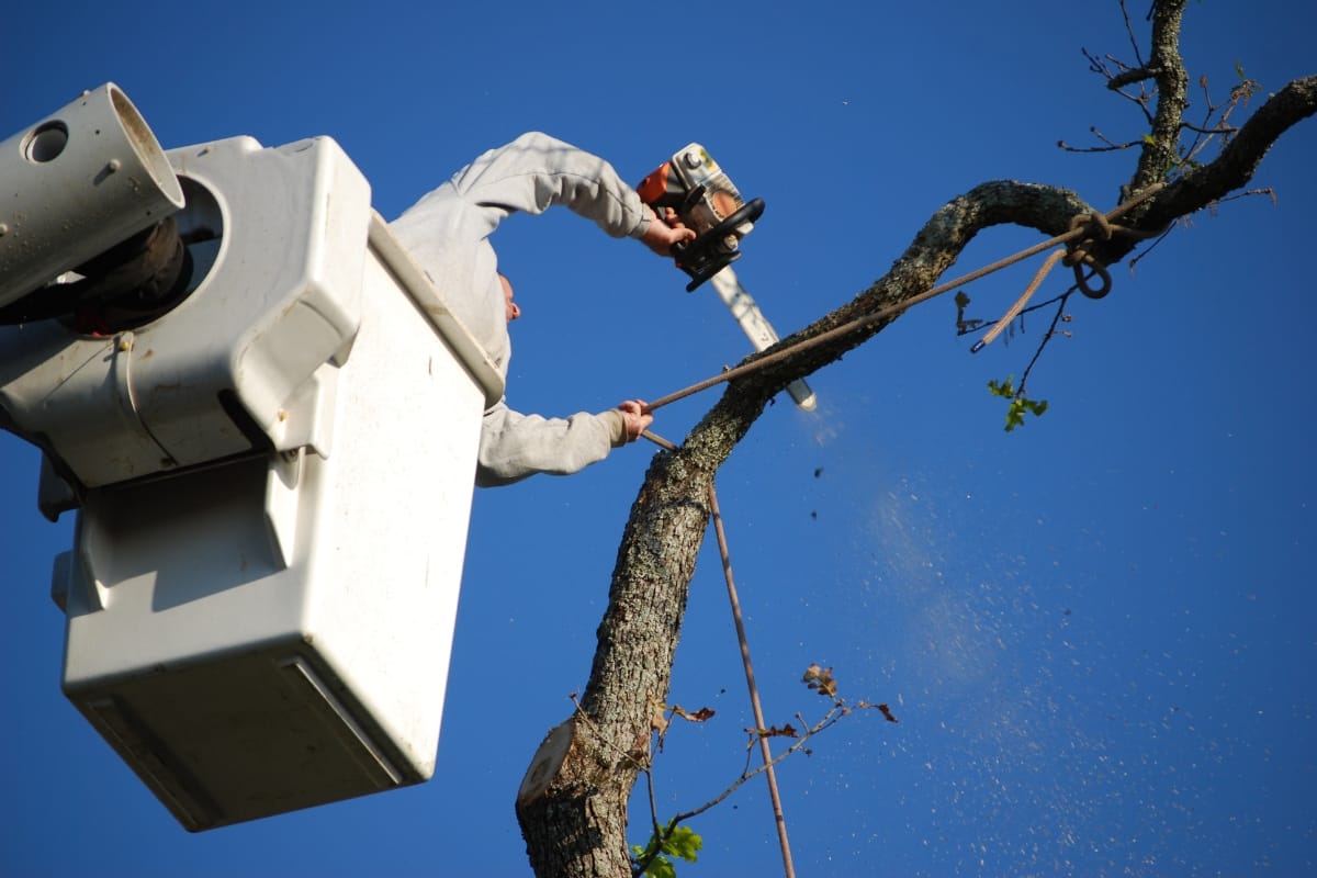 A professional arborist uses a chainsaw to trim a large tree branch while standing in an elevated bucket lift against a clear blue sky.