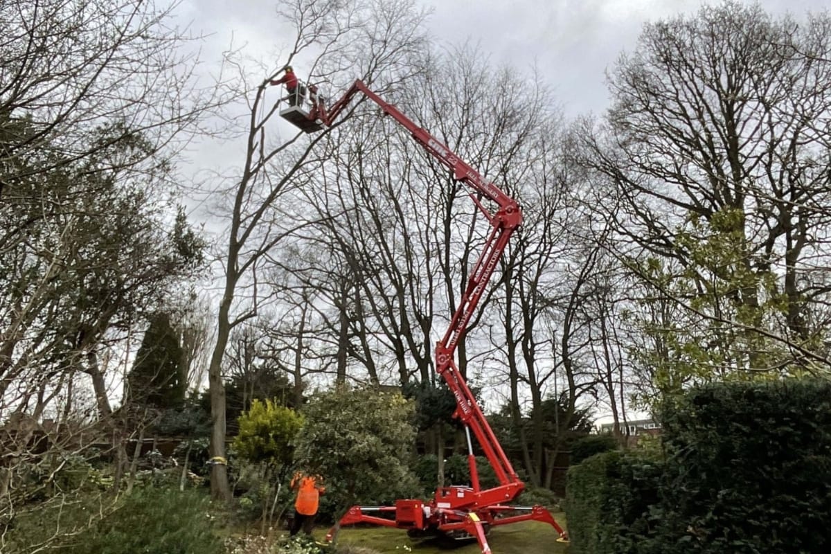 A professional arborist uses a red cherry picker to trim high branches from a tall tree, while another person stands on the ground in a garden surrounded by leafless trees.