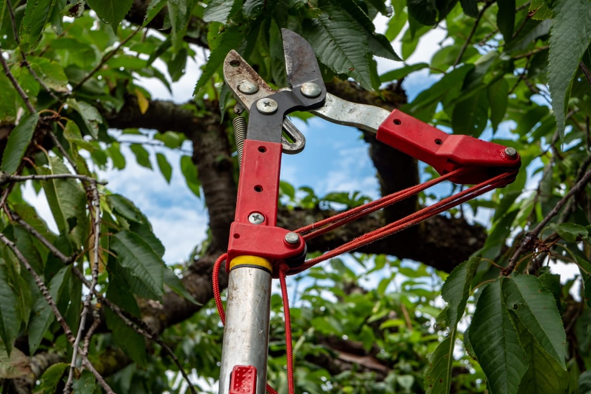 Red-handled tree pruner with a long pole is positioned among green leaves and branches, ready for professional arborist use against a backdrop of blue sky.