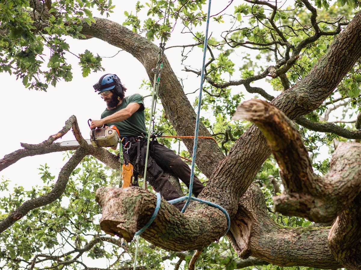 Arborist in safety gear stands on a tree branch, using a chainsaw to cut a large limb; ropes are attached for support and safety during fallen tree cleanup.