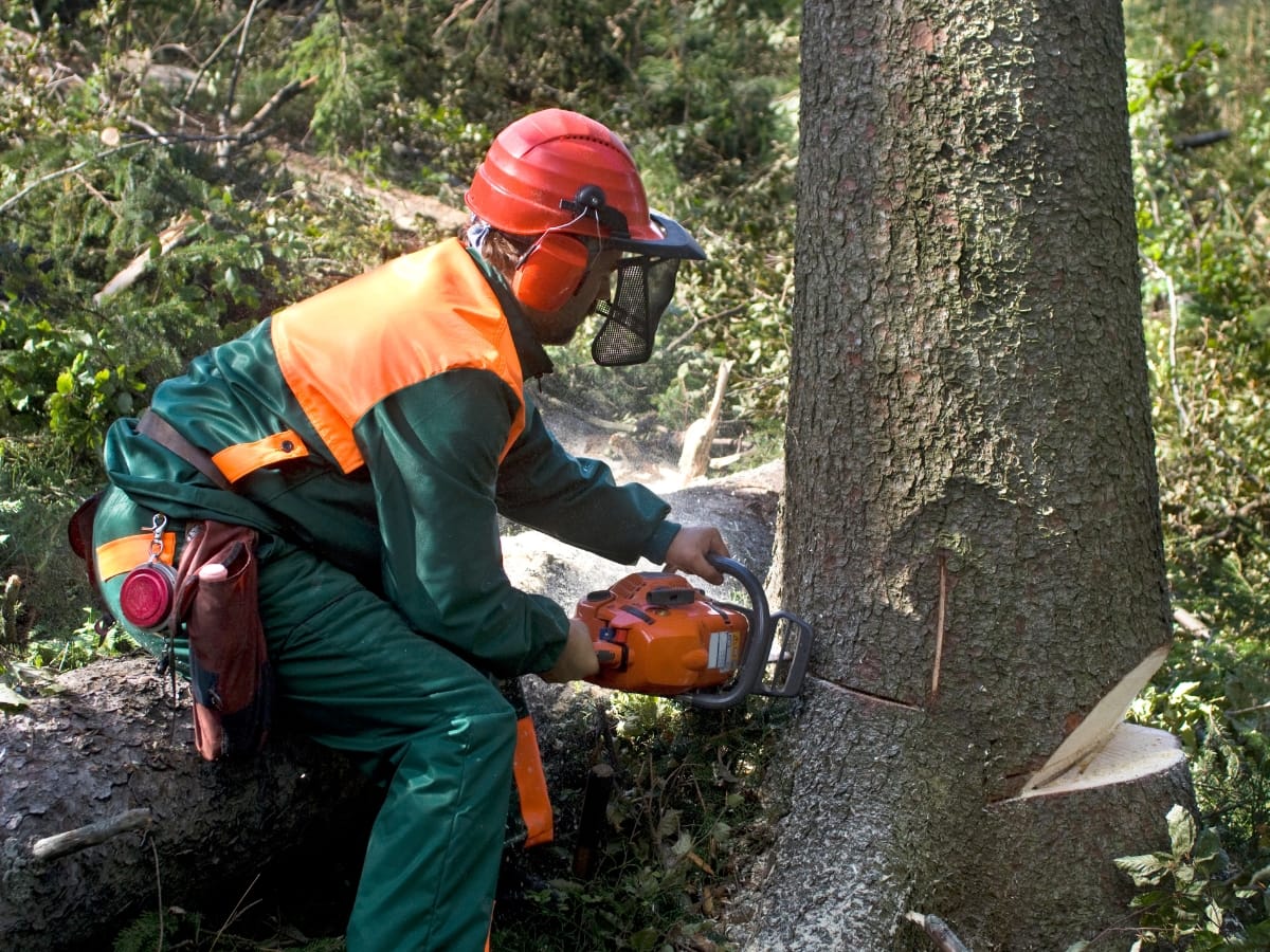 A person wearing safety gear uses a chainsaw for fallen tree cleanup in a forested area.