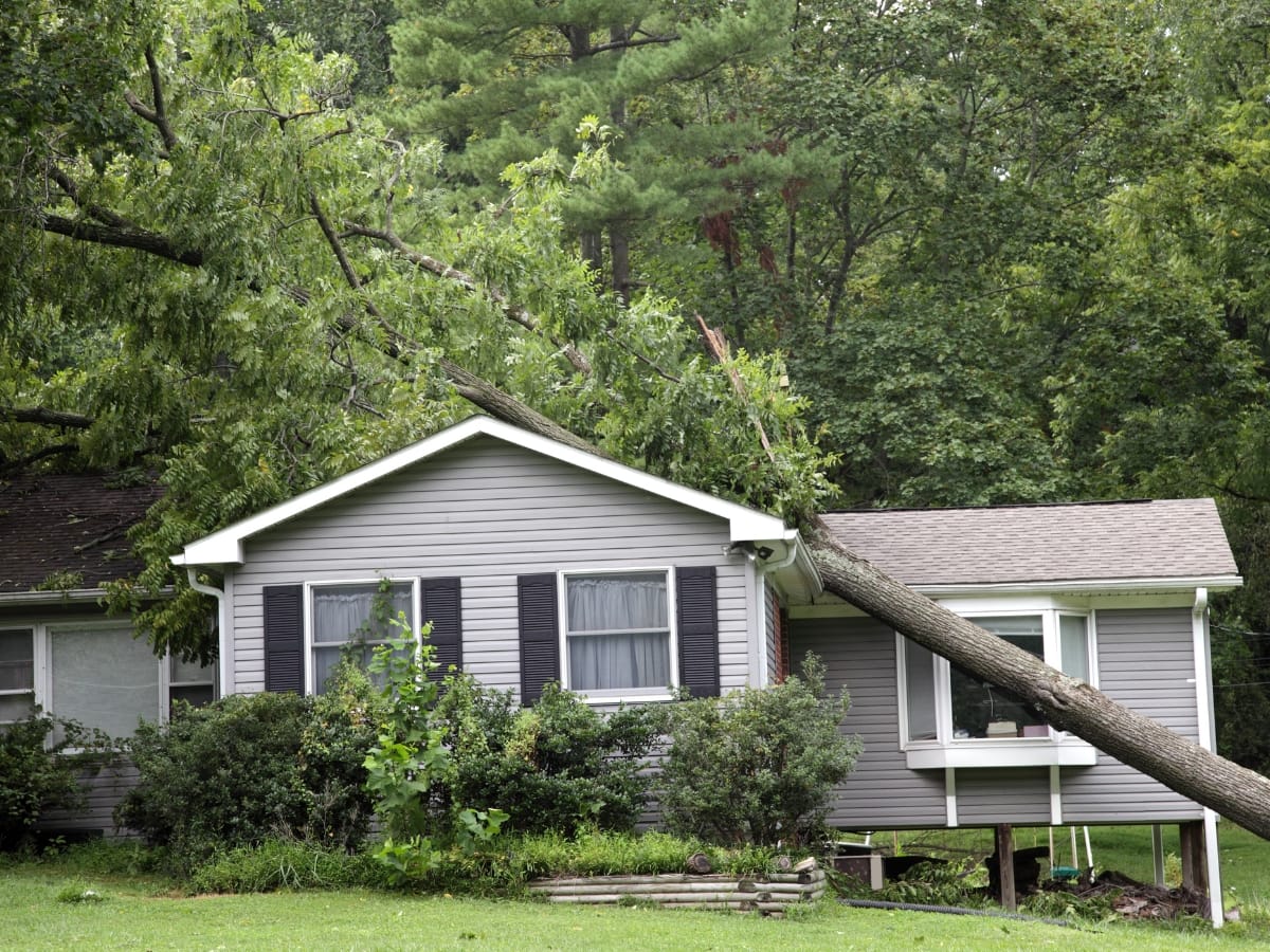 A large tree has fallen onto the roof of a gray house, causing visible damage and highlighting the urgent need for Fallen Tree Cleanup. The surrounding area is green with trees and bushes.