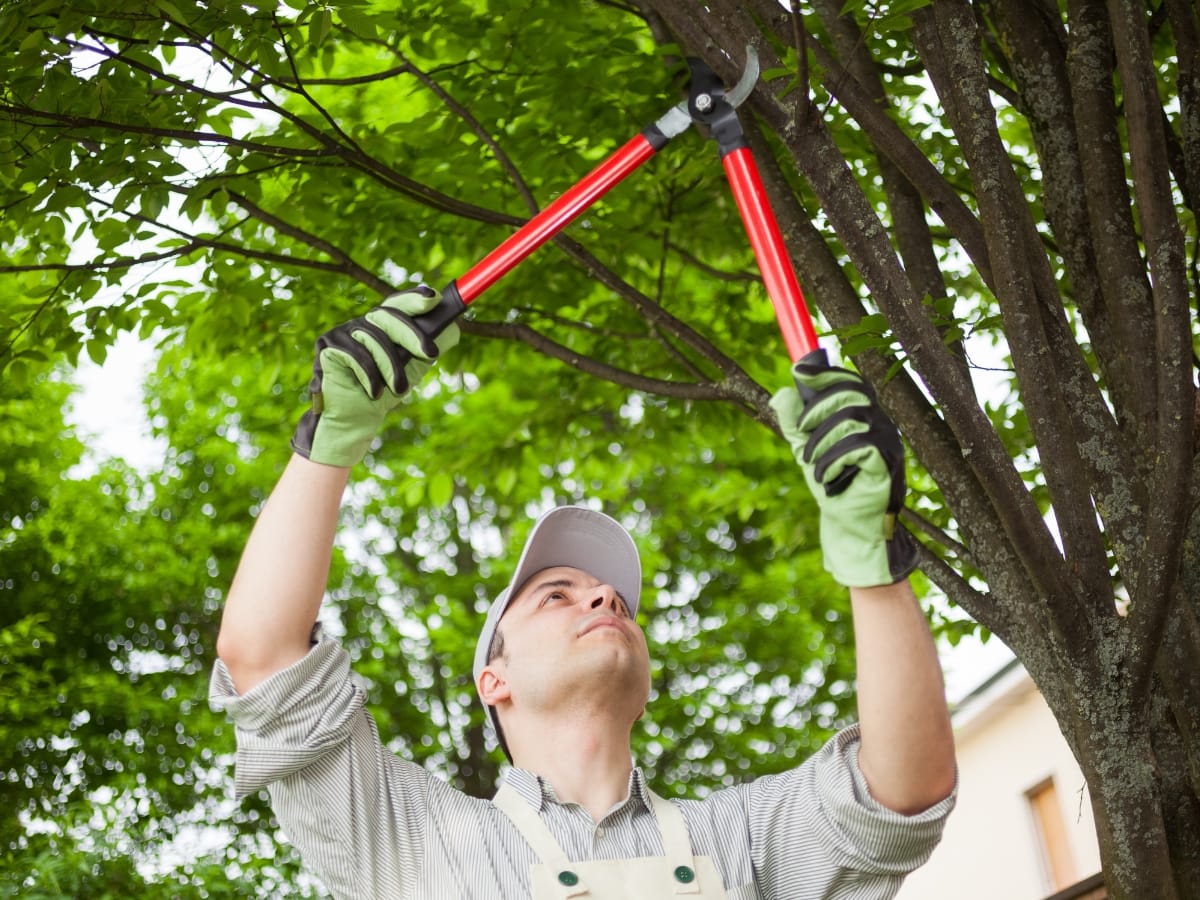 A person wearing gloves and a cap uses red-handled loppers to trim branches from a tree outdoors during the day, showcasing professional tree pruning services.