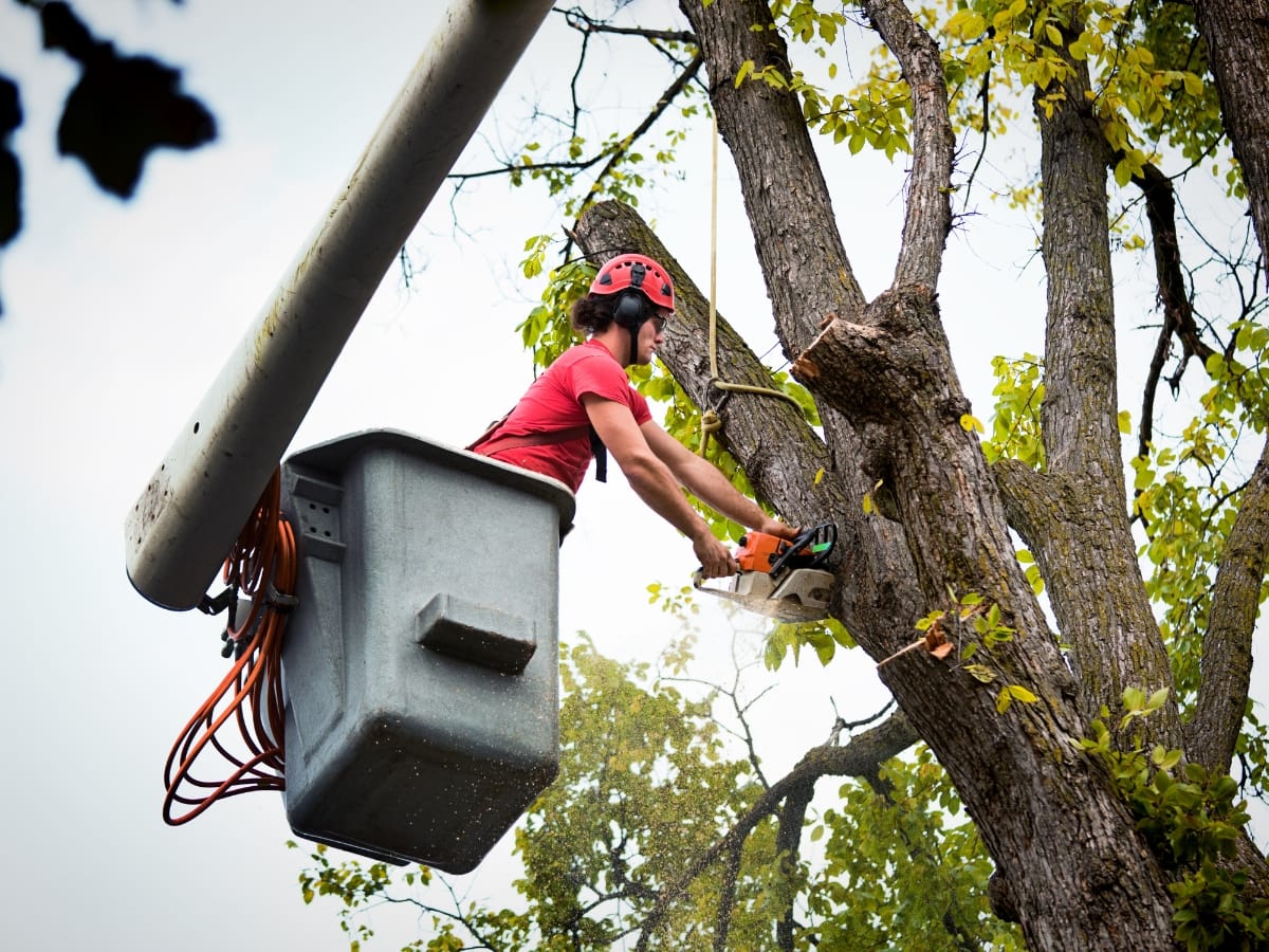 A person wearing safety gear uses a chainsaw to cut a tree branch while standing in a raised bucket lift, demonstrating professional tree pruning services.