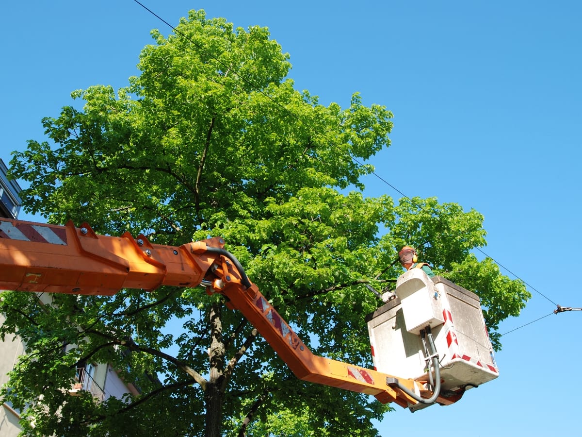 A worker in a cherry picker is elevated near a leafy tree, providing tree pruning services under a clear blue sky.