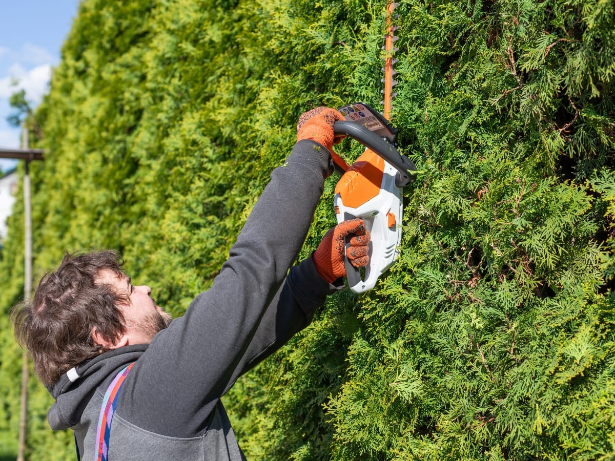 Wearing gloves and a hoodie, a person trims a tall green hedge with an electric hedge trimmer on a sunny day, showcasing professional tree pruning services.