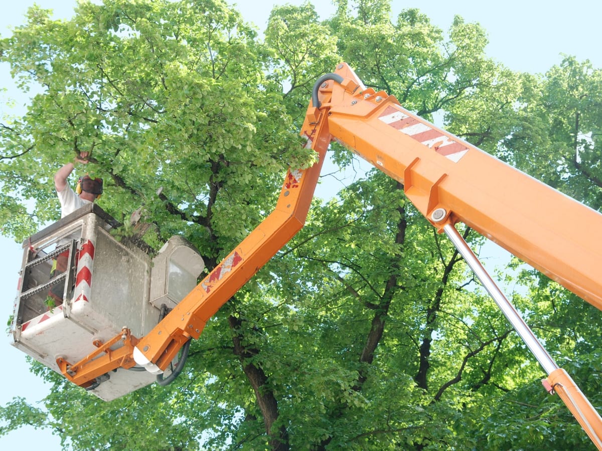 A person in a cherry picker trims branches from a leafy tree using a tool, with the orange lift arm extending upward—demonstrating professional tree pruning services.