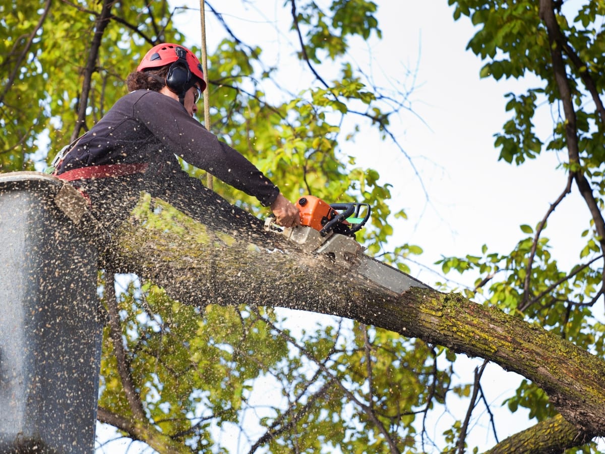 A worker wearing safety gear uses a chainsaw to cut a large tree branch while elevated in a bucket lift, showcasing professional tree pruning services.